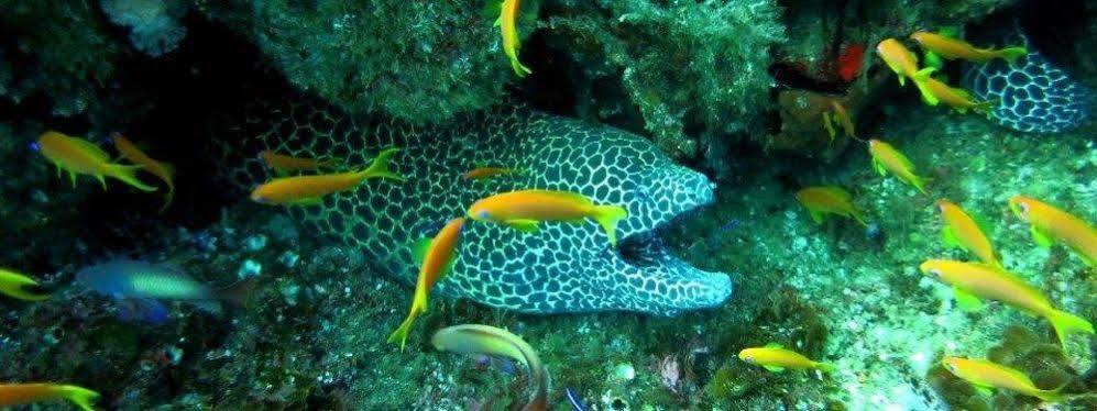 Blue Ocean Dive Resort Umkomaas Εξωτερικό φωτογραφία